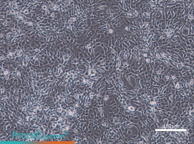 STO Cell Complete Medium - 2