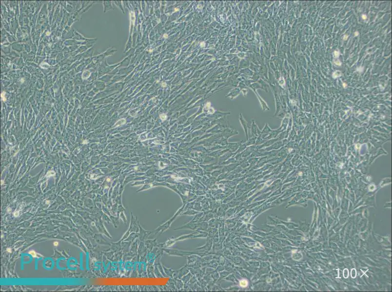 C2C12 Cell Complete Medium - 3