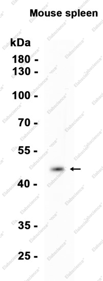 Recombinant CXCR5 Monoclonal Antibody - 1