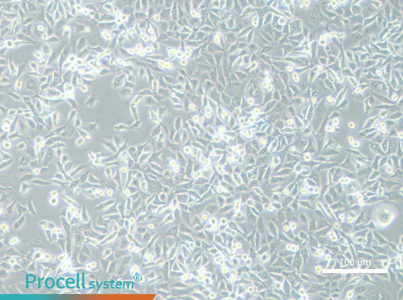 NCI-H1373 Cell Complete MediumNCI-H1373 Cell Complete Medium - 1