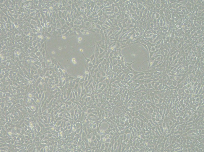 DYR0100 Cell Complete Medium-searchlist-1