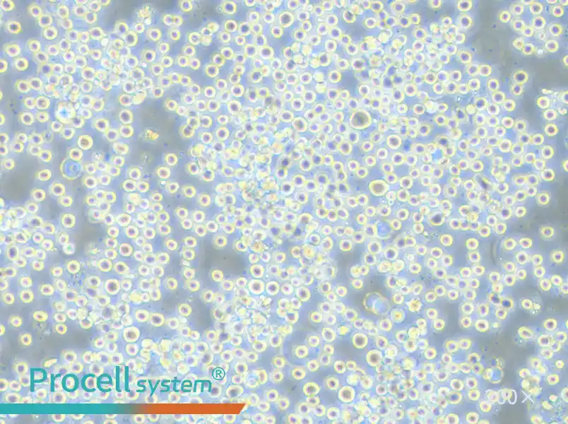 COLO 205 Cell Complete Medium - 6