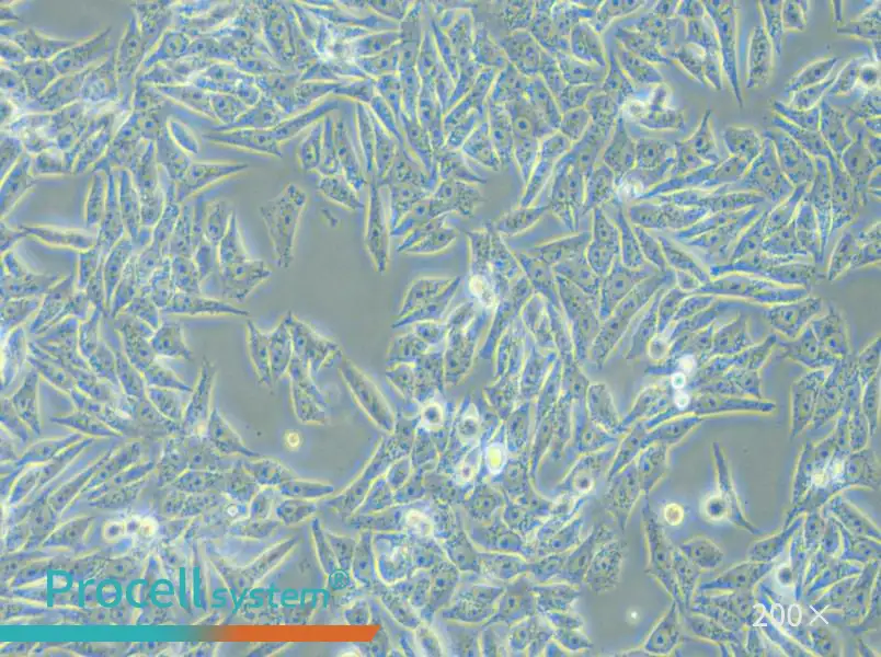 HGC-27 Cell Complete Medium - small - 4