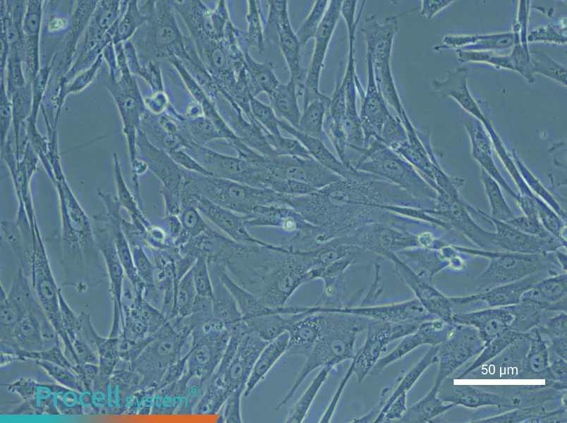 Human Umbilical Cord Mesenchymal Stem Cell Complete Medium - small - 5