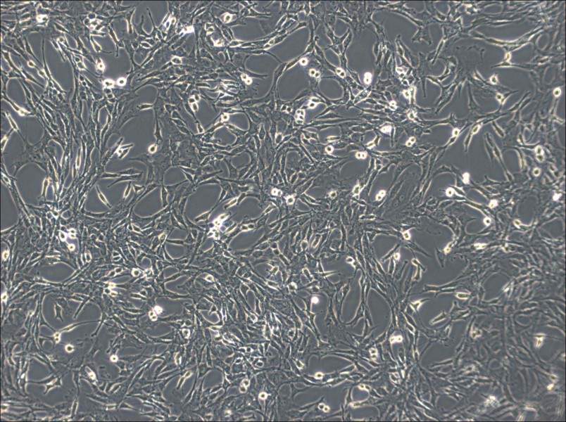 C6 Cell Complete Medium - 3