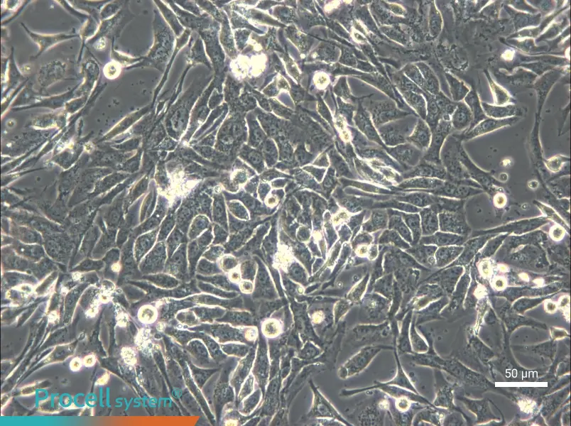 NCI-H596 - 4