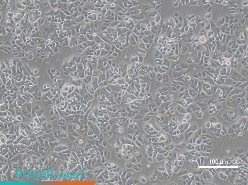 NCI-H1623NCI-H1623 - 2