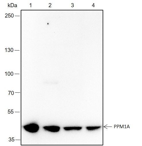 Recombinant PPM1A Monoclonal Antibody-searchlist-1