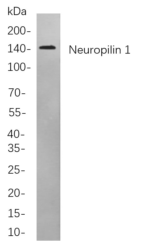Recombinant Neuropilin 1 Monoclonal Antibody-searchlist-1