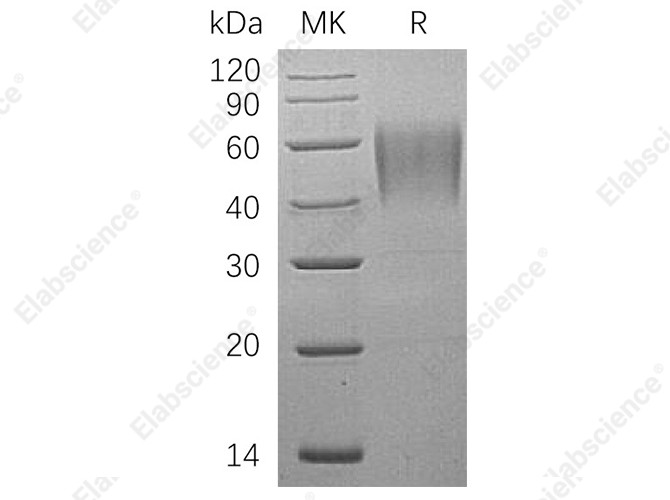 Recombinant Human ICAM-2/CD102 Protein (His Tag) - 1