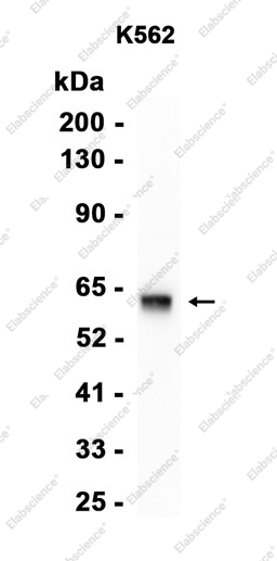 Recombinant AMPK alpha 1 Monoclonal Antibody - 1