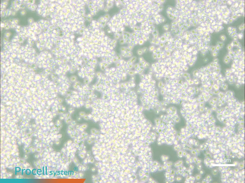 EL-4-B5 Cell Complete Medium - 4