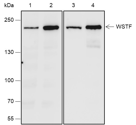 Recombinant WSTF Monoclonal Antibody-searchlist-1