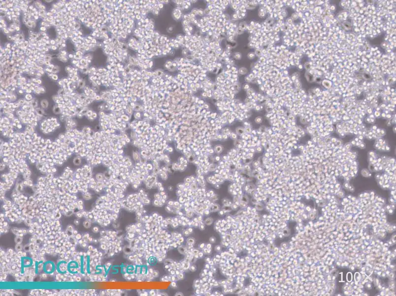 Y3-Ag 1.2.3 Cell Complete Medium - 1