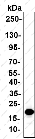 Recombinant CD225 Monoclonal Antibody - 2