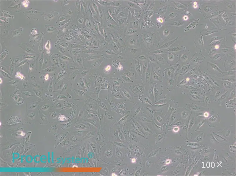 Daoy Cell Complete Medium - 2