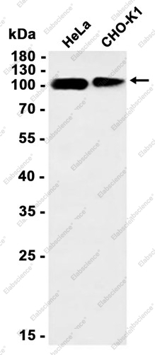 Recombinant CLSTN1 Monoclonal Antibody - 2
