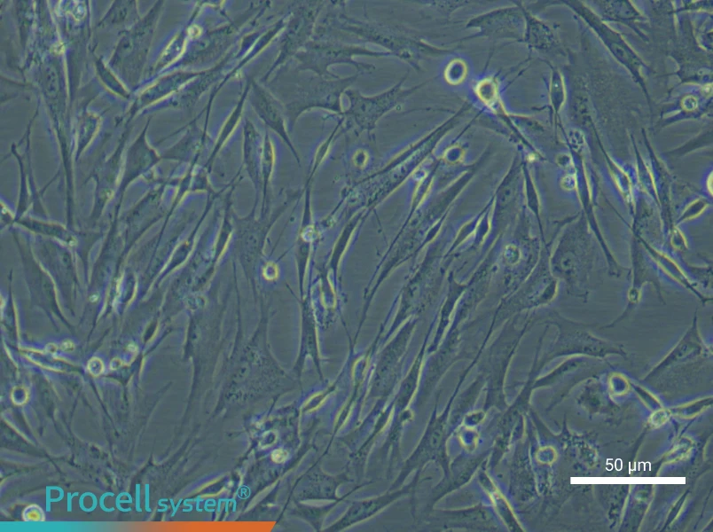 Mouse Brown Preadipocyte Complete Medium - 5