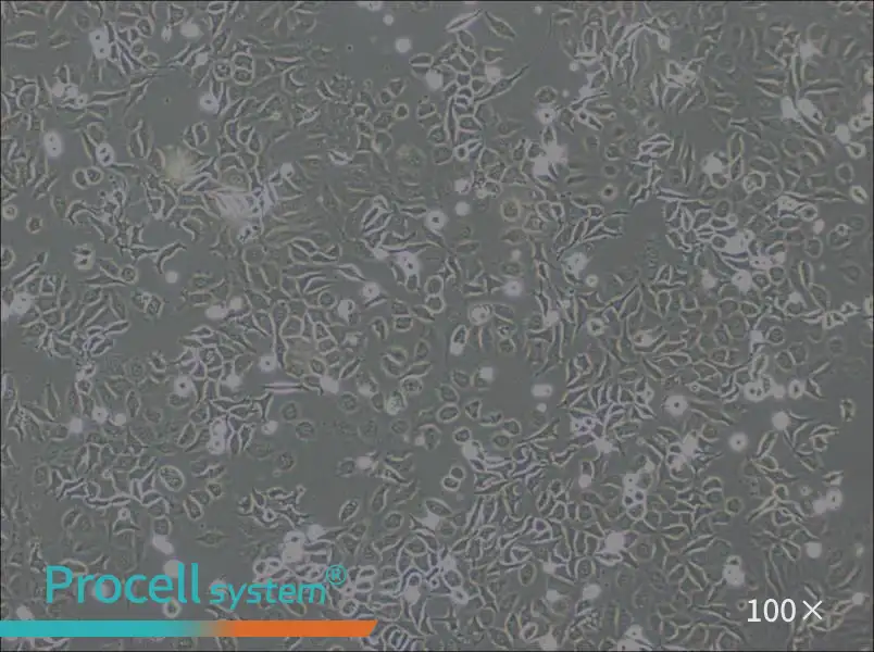 NP69SV40T Cell Complete Medium - 2