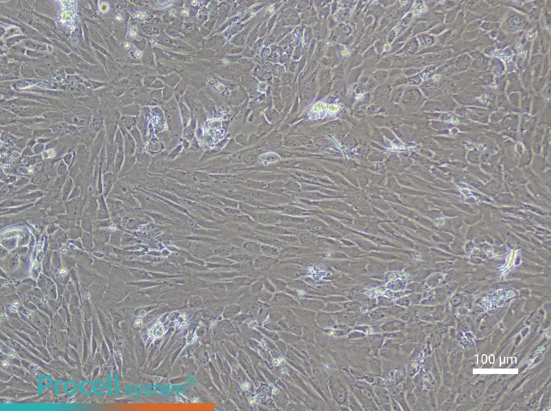 Rat Dental Pulp Stem Cell Complete Medium - 1