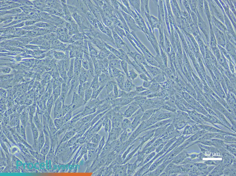 Porcine Adipose-Derived Mesenchymal Stem Cell Complete Medium - 5