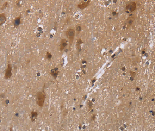c-Rel Polyclonal Antibody - 2