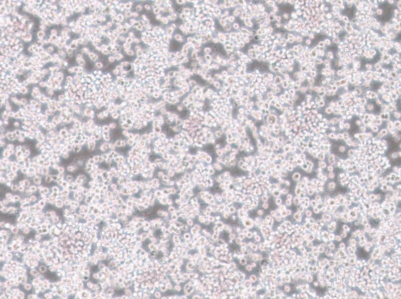 CTLL-2 Cell Complete Medium - 3