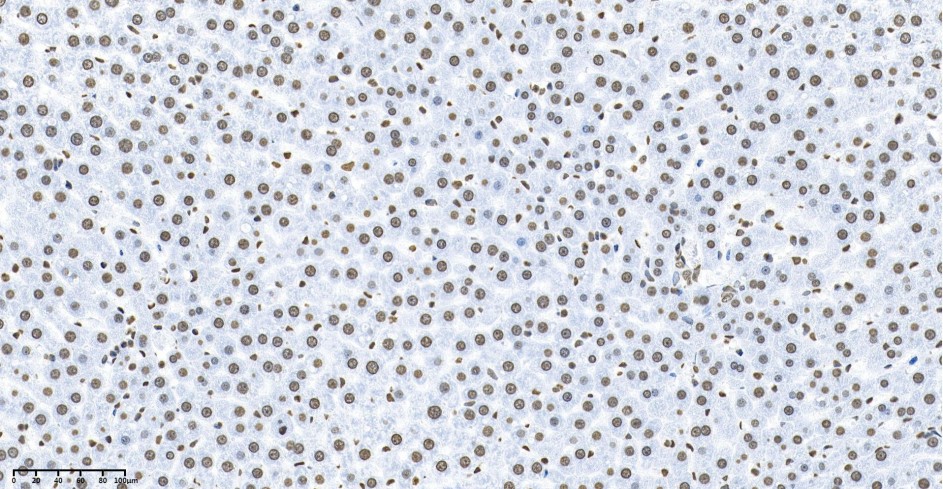 Recombinant Histone H3 Monoclonal Antibody - small - 2