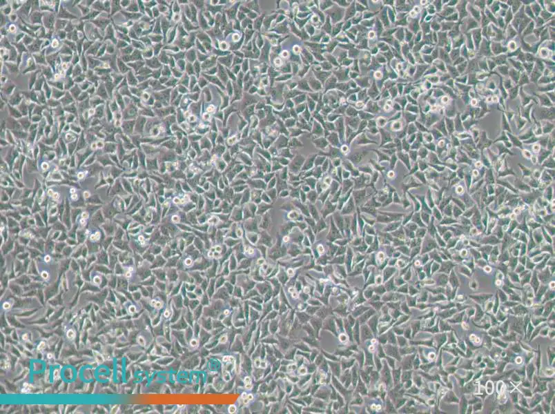 Hela 229 Cell Complete Medium - 2