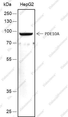 Recombinant PDE10A Monoclonal Antibody - 1