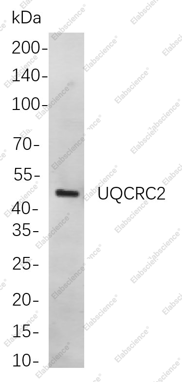 Recombinant UQCRC2 Monoclonal Antibody - 1