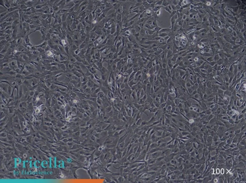 Rat Cardiac Microvascular Endothelial Cells Isolation and Culture Kit - small - 2