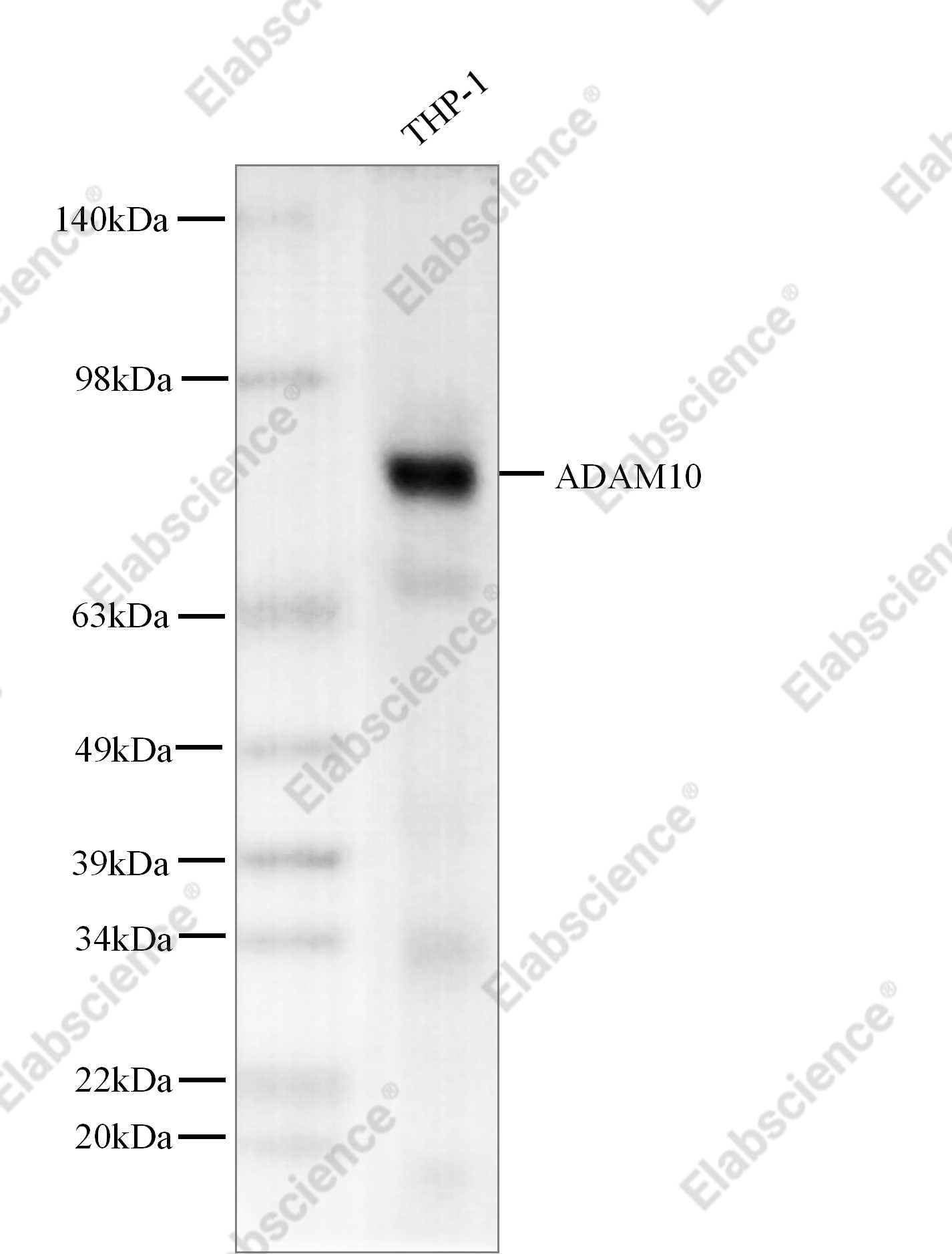 Recombinant ADAM10 Monoclonal Antibody - 1
