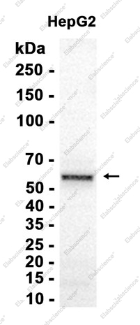 Recombinant Staufen Monoclonal Antibody - 1