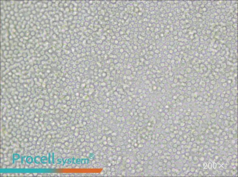 P388D1 Cell Complete Medium - 6