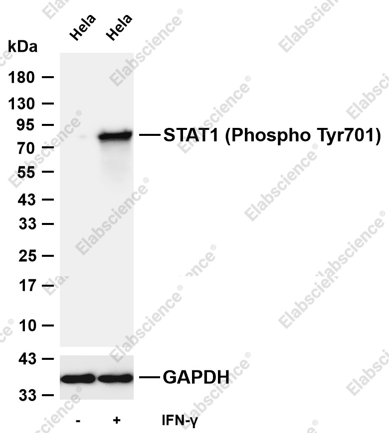 Recombinant Phospho-STAT1 (Tyr701) Monoclonal Antibody - 1