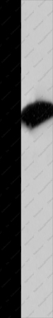 COPS5 Polyclonal Antibody - 1