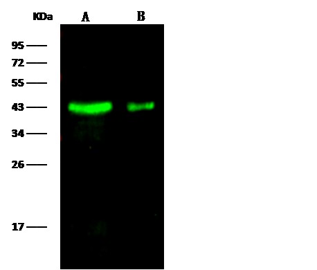 LRPAP1 Monoclonal Antibody-searchlist-1