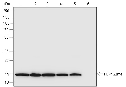 Recombinant Histone H3 (Mono Methyl Lys122) Monoclonal Antibody-searchlist-1