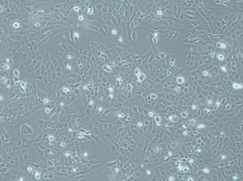 WI-38 VA-13 subline 2RA Cell Complete MediumWI-38 VA-13 subline 2RA Cell Complete Medium - 2