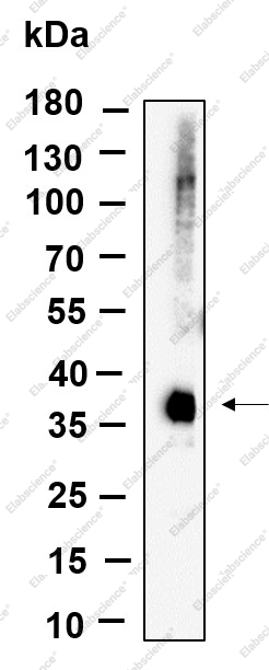 Recombinant Phospho-eIF2α (Ser51) Monoclonal Antibody - 1
