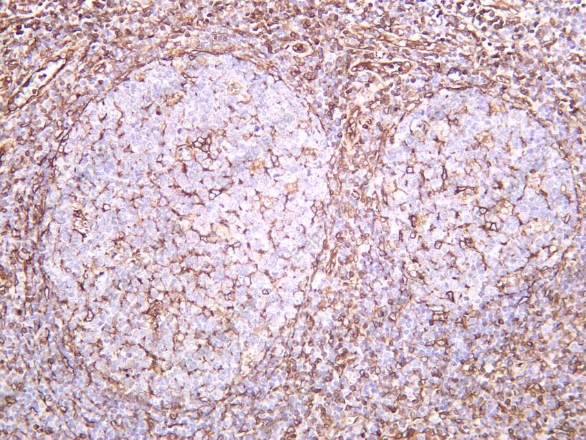 Recombinant STING Monoclonal Antibody - 6