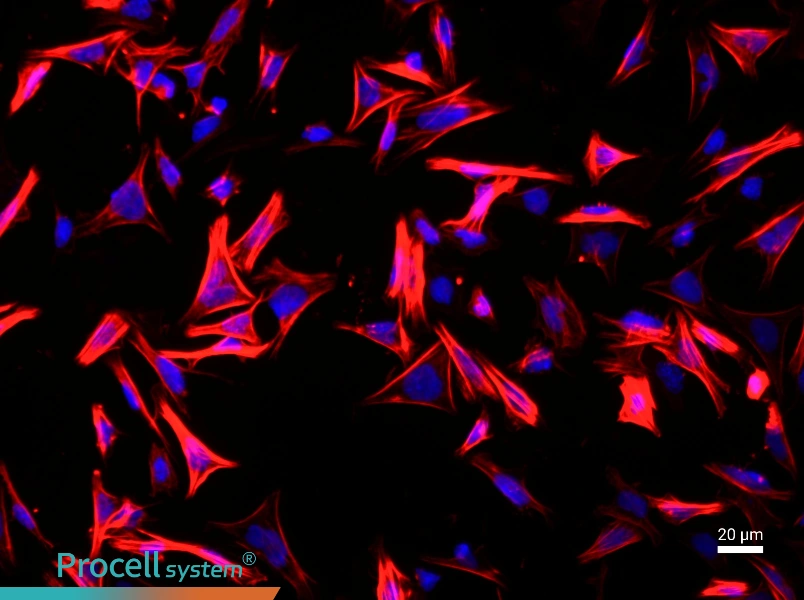 Rat Colonic Smooth Muscle Cell Complete Medium - 2