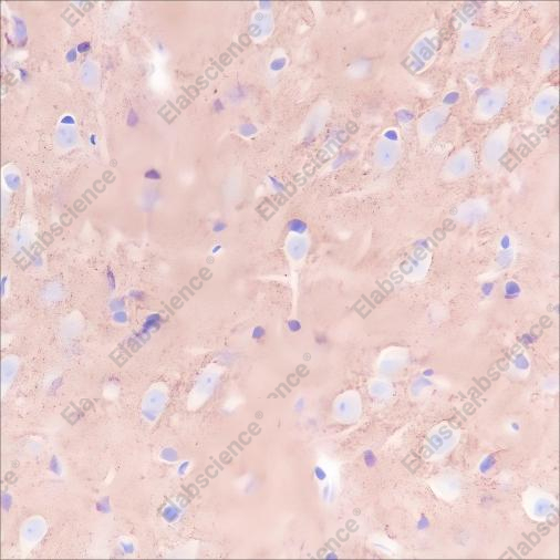 Recombinant Prion protein PrP Monoclonal Antibody - 4