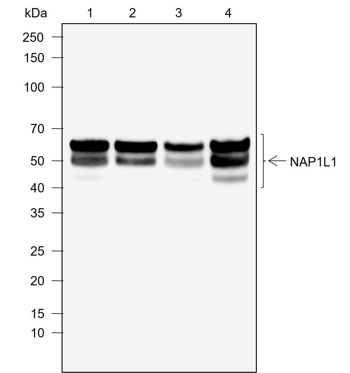 Recombinant NAP1L1 Monoclonal Antibody-searchlist-1