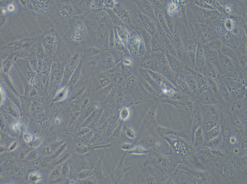 COV362 Cell Complete Medium - small - 5