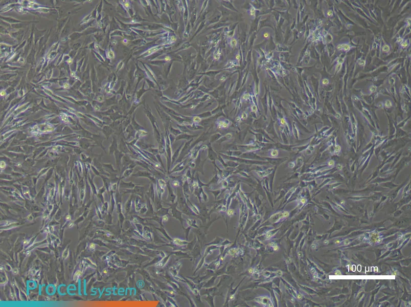 Rat Gingival Fibroblast Complete MediumRat Gingival Fibroblast Complete Medium - 2