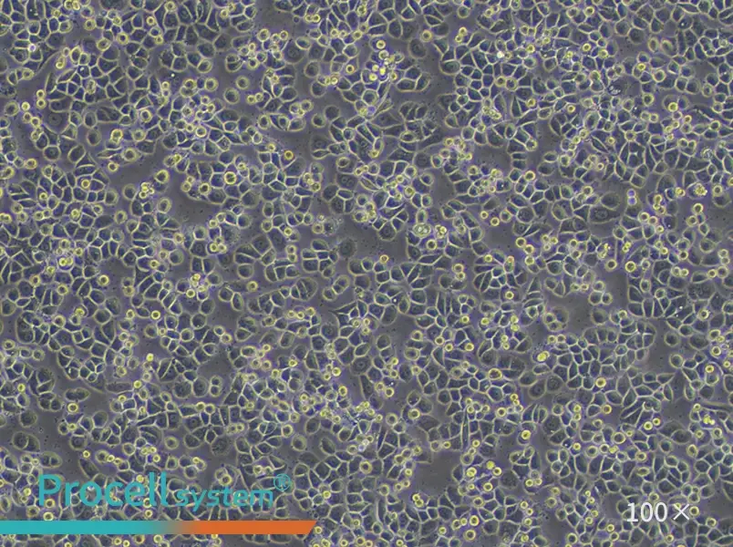 MDA-MB-468 (L15) Cell Complete MediumMDA-MB-468 (L15) Cell Complete Medium - 3