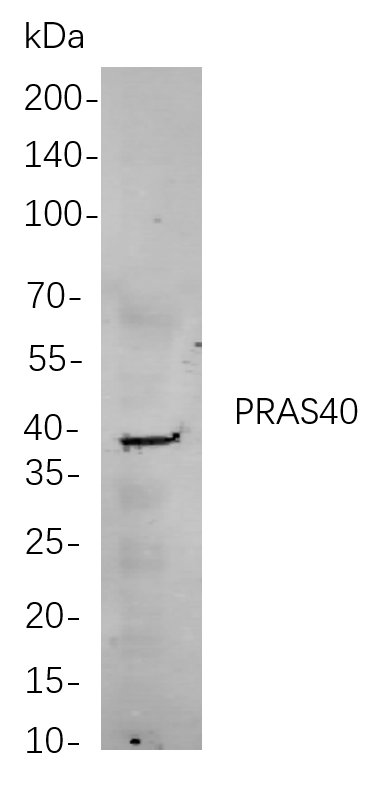 Recombinant PRAS40 Monoclonal Antibody-searchlist-1