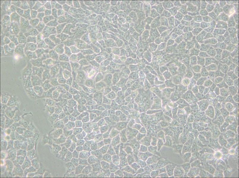 KYSE-510 Cell Complete Medium - small - 6